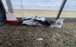Chickens poultry for sale: Looking to Rehome 9 silkie chicks  2 months old - Image 4