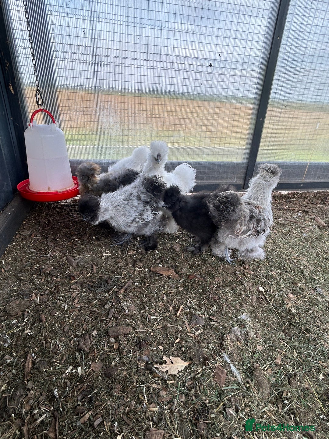 Chickens poultry for sale: Looking to Rehome 9 silkie chicks  2 months old - Image 4