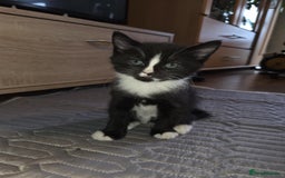 British Shorthair cats for sale: 🐱 KITTENS FOR SALE 🐱 - Image 5