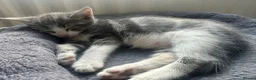 British Shorthair cats for sale: Beautiful Grey & White Male Kitten - Advert 5