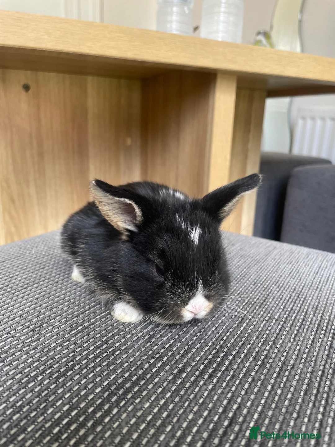 Mini Lop rabbits for sale: Mini lop bunnies ready by 15/9/26 - Advert 6