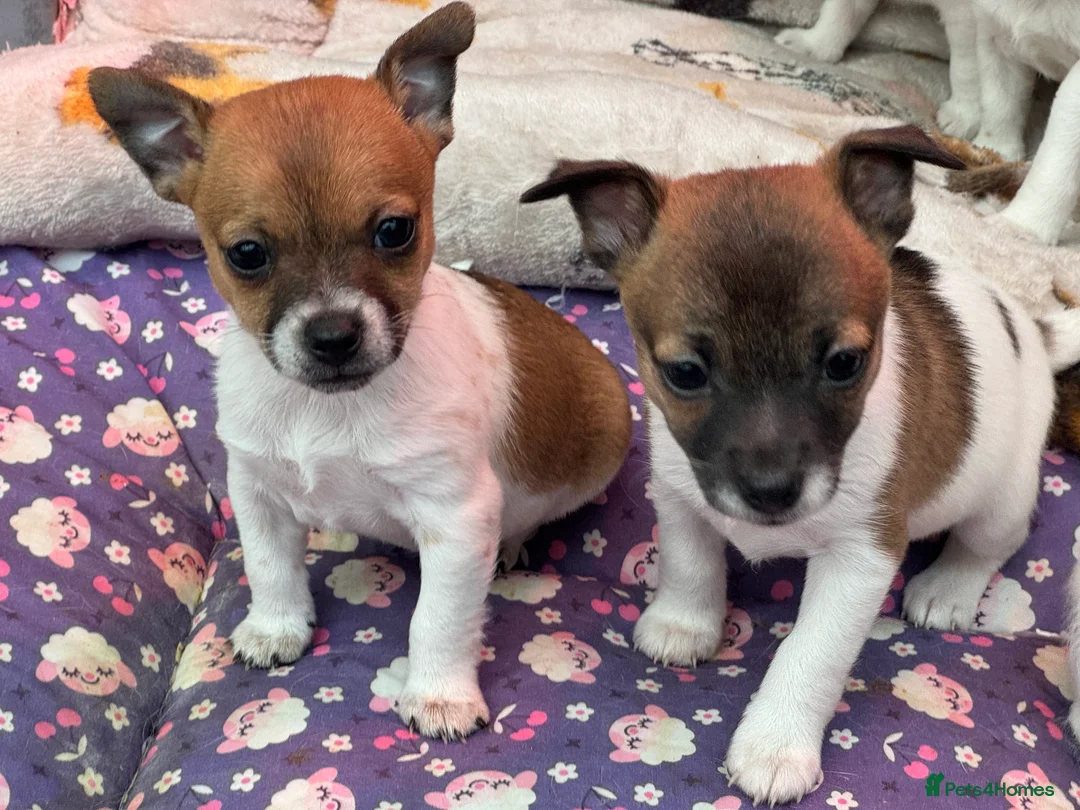 Jack Russell dogs for sale: Stunning Miniature Jack Russell Puppies  - Advert 9
