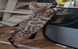 Bengal cats for sale: 13 week old Tica Registered Female Bengal Kitten in Falmouth - Image 16