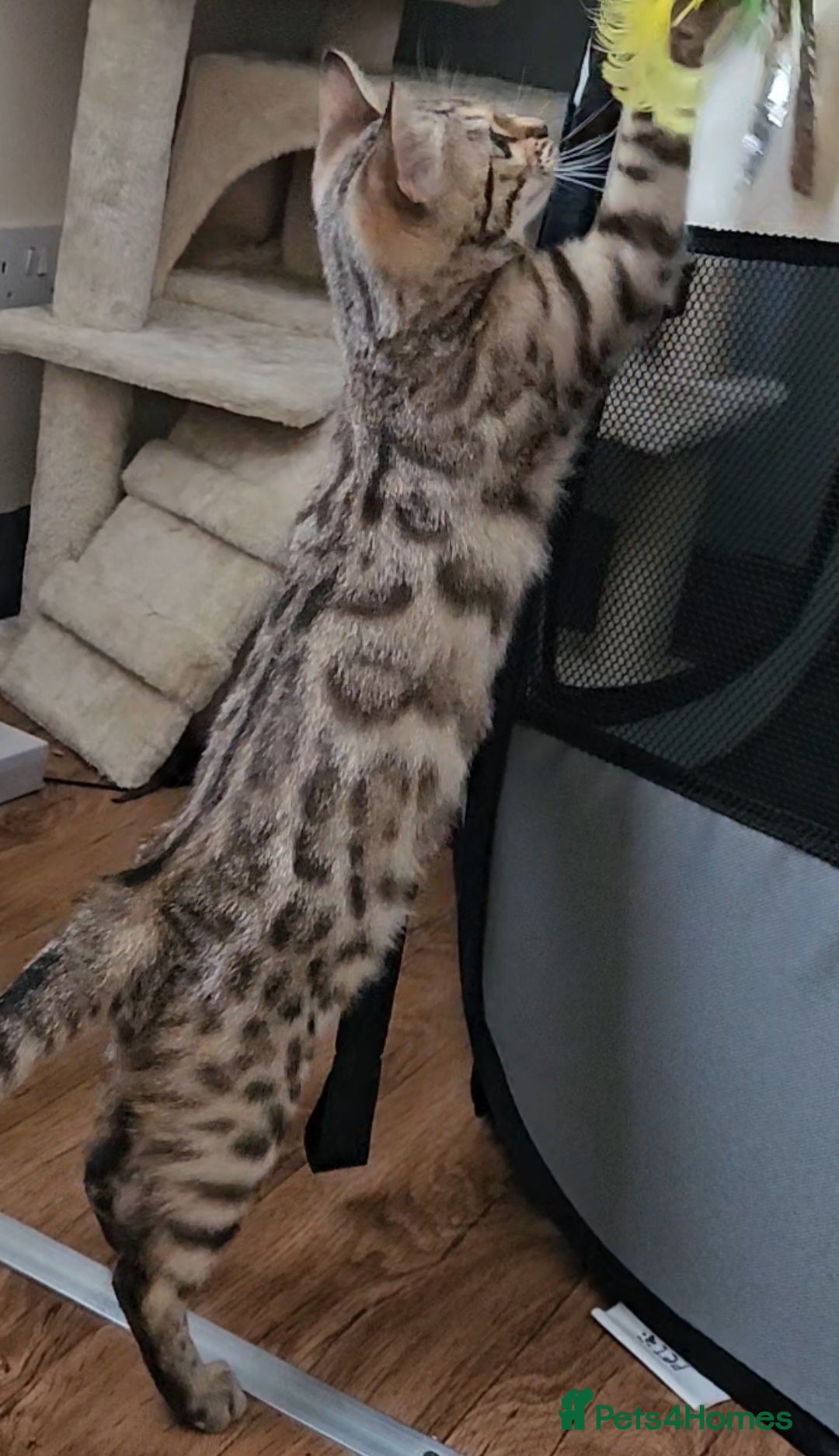 Bengal cats for sale: 13 week old Tica Registered Female Bengal Kitten in Falmouth - Image 16