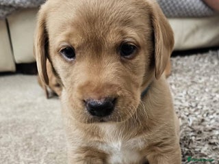 Labrador Retriever dogs - Advert 22