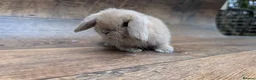 Mini Lop rabbits for sale: Mini lops shoe lines - Advert 4