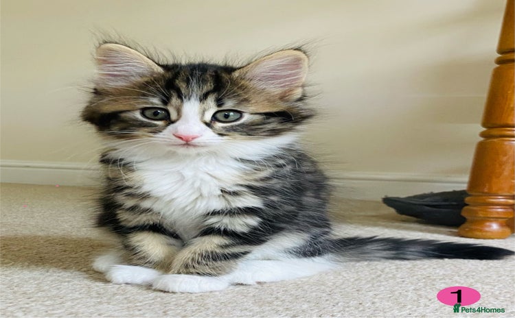Domestic Shorthair cats - Advert 7