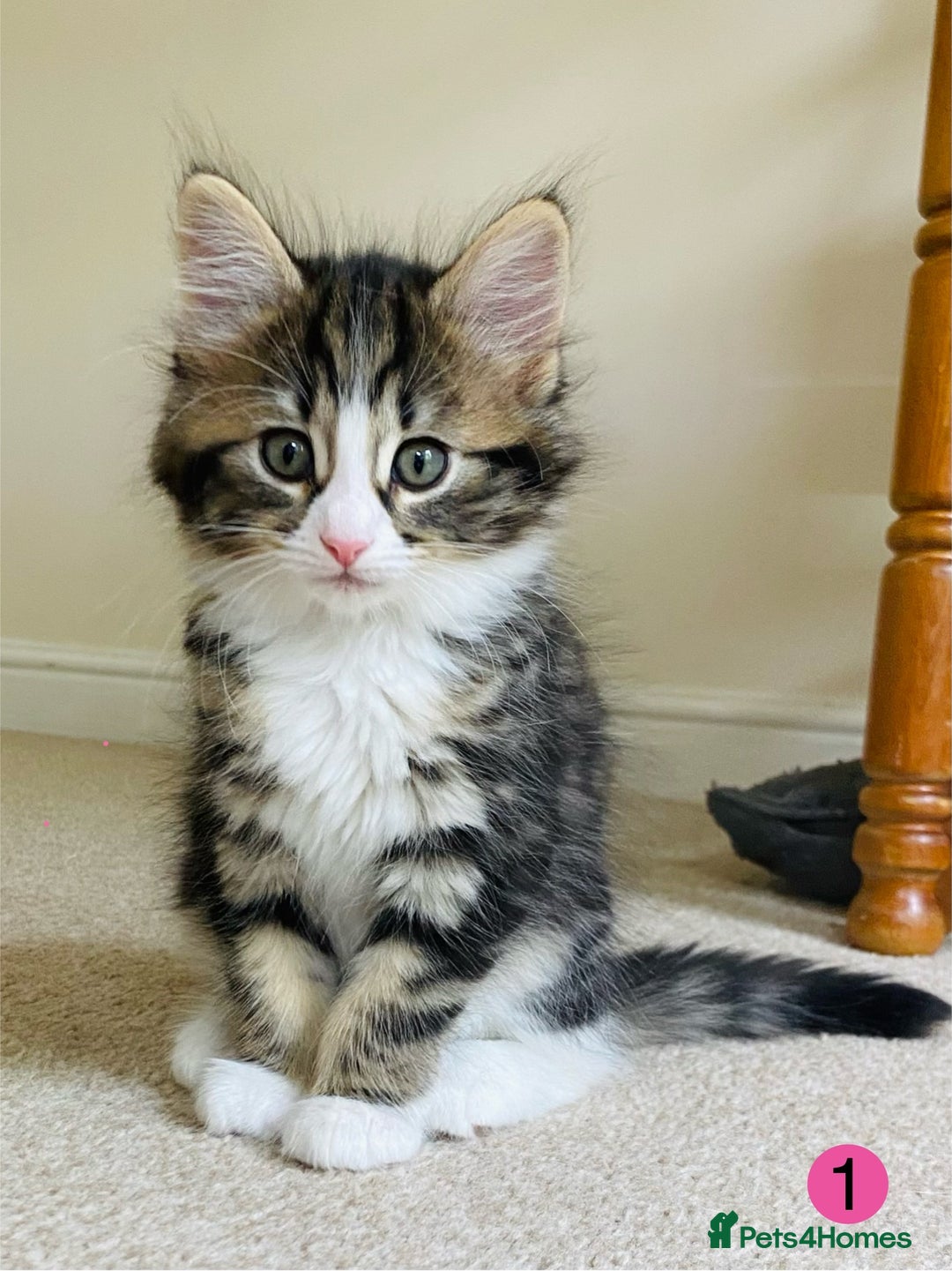 Domestic Shorthair cats for sale: Ragdoll Cross X DSH - Image 1