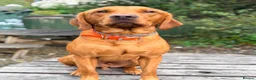 Labrador Retriever dogs for sale: Working fox Red/yellow Labradors - Advert 3