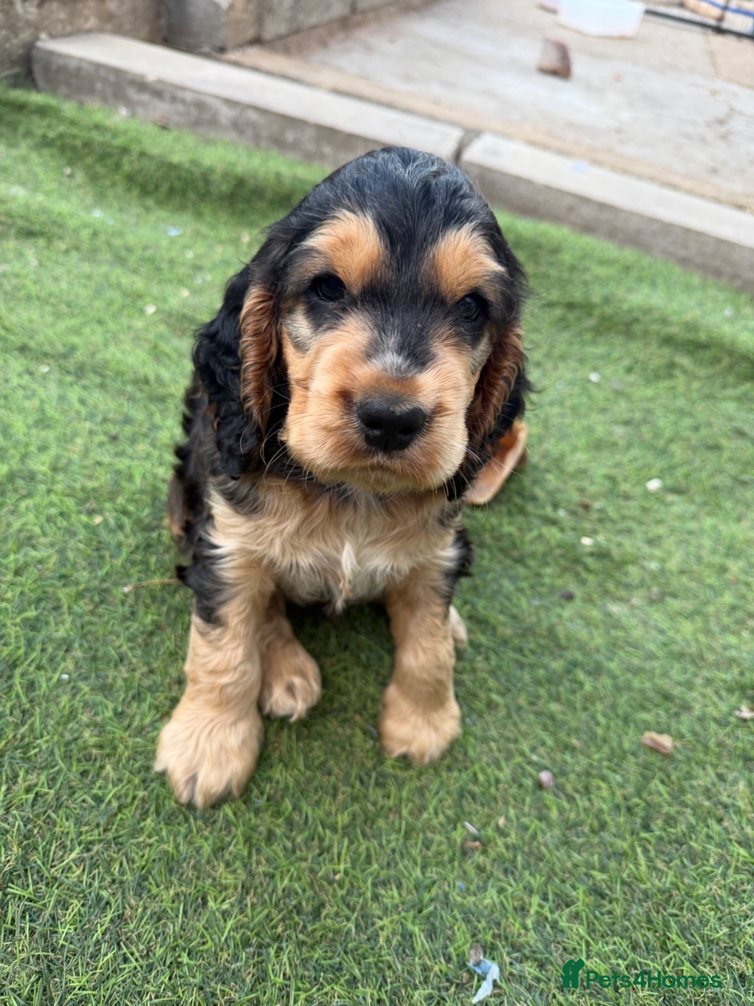 Cocker Spaniel dogs Stunning English 💯 show type cocker puppies  - Advert 1