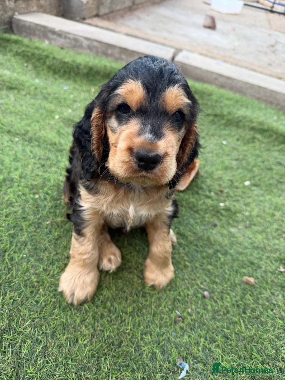 Cocker Spaniel dogs for sale: Stunning English show type cocker puppies  - Advert 1