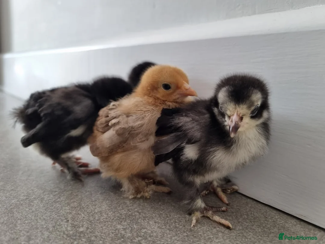Chickens poultry for sale: 4 x Pekin Chicks in Nottingham - Advert 1