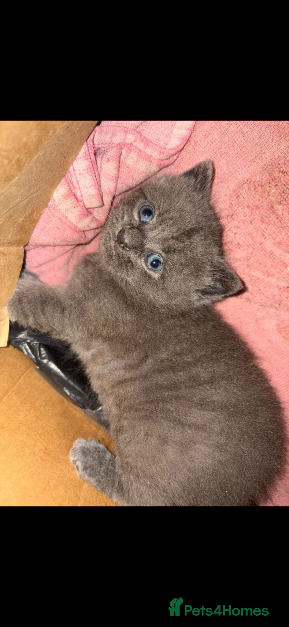 Russian Blue cats Russian Blue - Advert 1