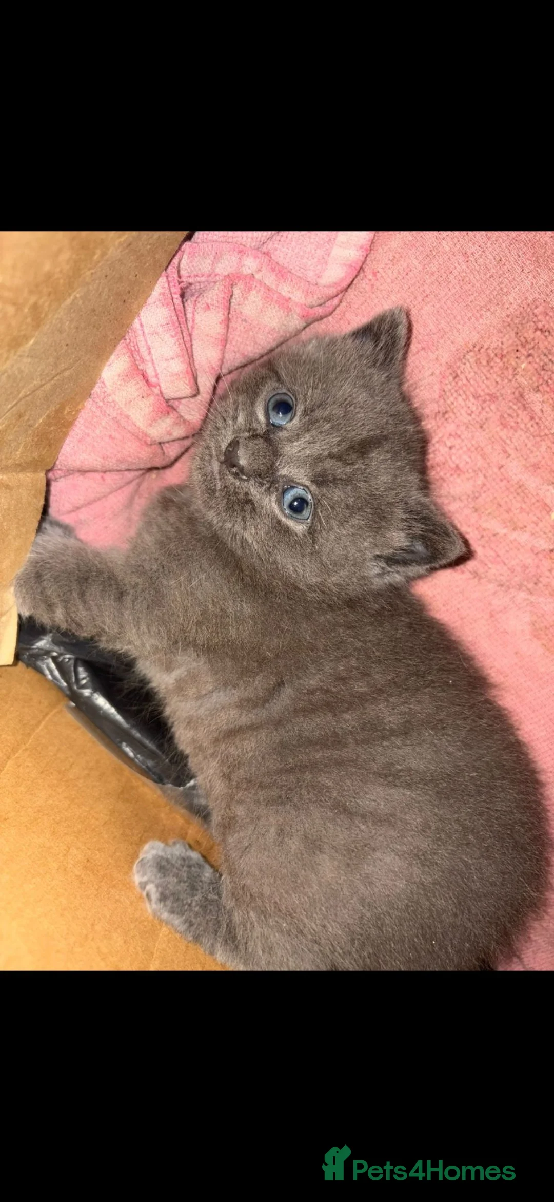 Russian Blue cats for sale: Russian Blue - Advert 1