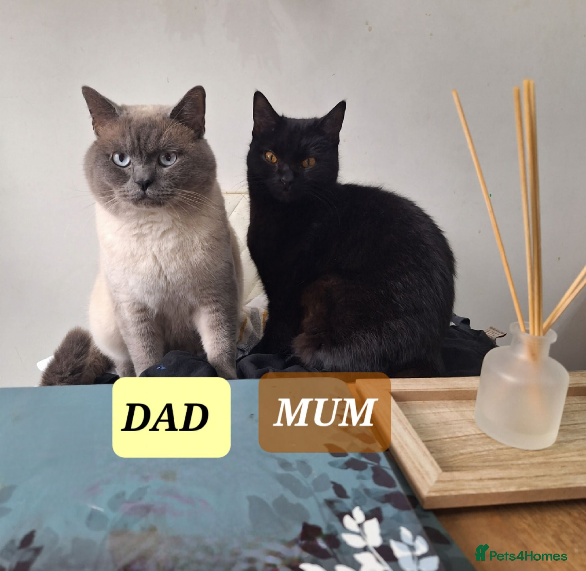British Shorthair cats Chocolate-cinnamon,grey colour BSH kittens,London - Advert 2