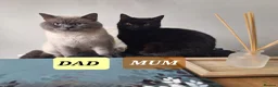 British Shorthair cats for sale: Chocolate-cinnamon,grey colour BSH kittens,London - Advert 4