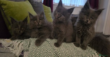 Maine Coon cats - Advert 12