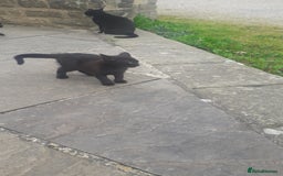 Mixed Breed cats for sale: 3 Beautiful, Friendly kittens  - Image 6