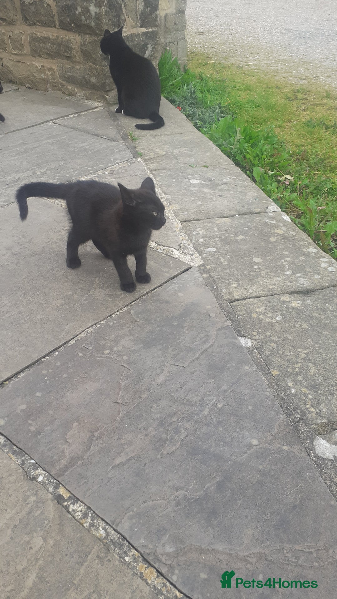 Mixed Breed cats for sale: 3 Beautiful, Friendly kittens  - Image 6