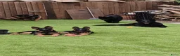 German Shepherd dogs for sale: German Shepherd Puppies (champions parents)  - Advert 3