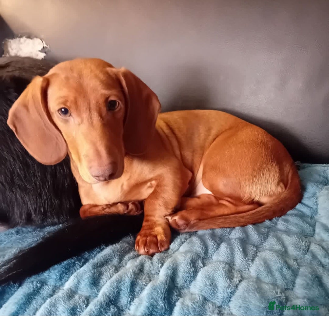 Dachshund dogs for sale: Beautiful green eyed boy - Advert 2