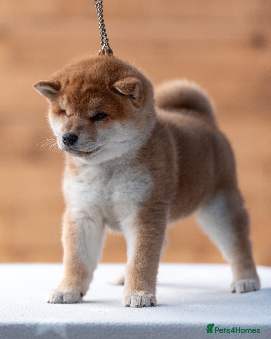 Japanese Shiba Inu dogs 🐾🏵Original Japanese Shiba inu puppies 🏵🐾 - Advert 2