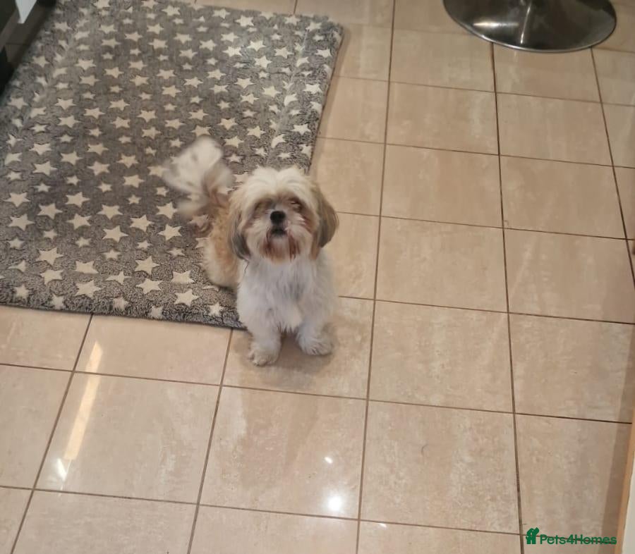 Shih Tzu dogs  Shih Tzu Puppies – 4 Available - Advert 1