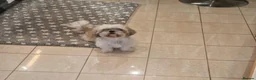 Shih Tzu dogs for sale:  Shih Tzu Puppies – 4 Available in Birmingham - Advert 1