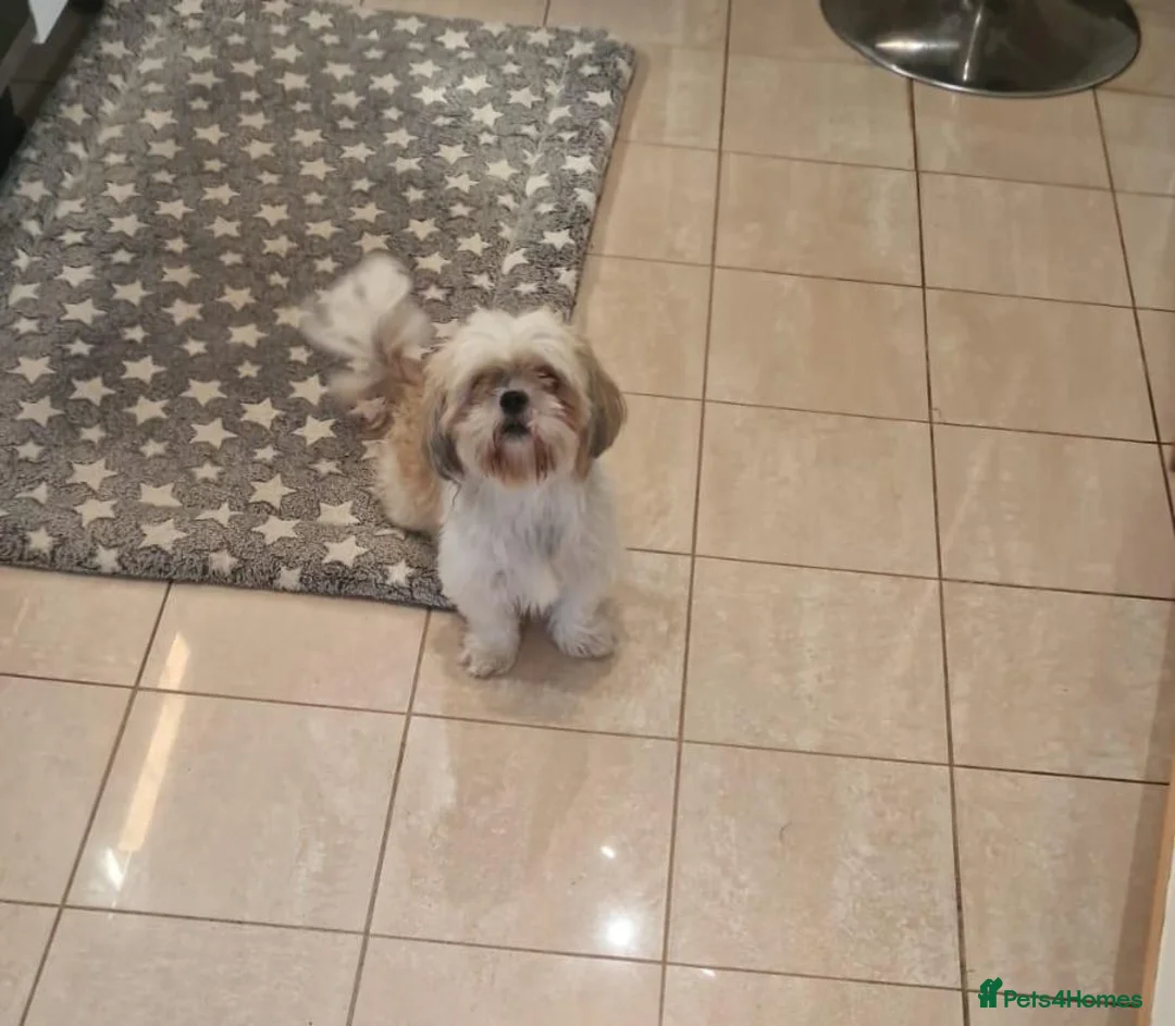Shih Tzu dogs for sale:  Shih Tzu Puppies – 4 Available in Birmingham - Advert 1