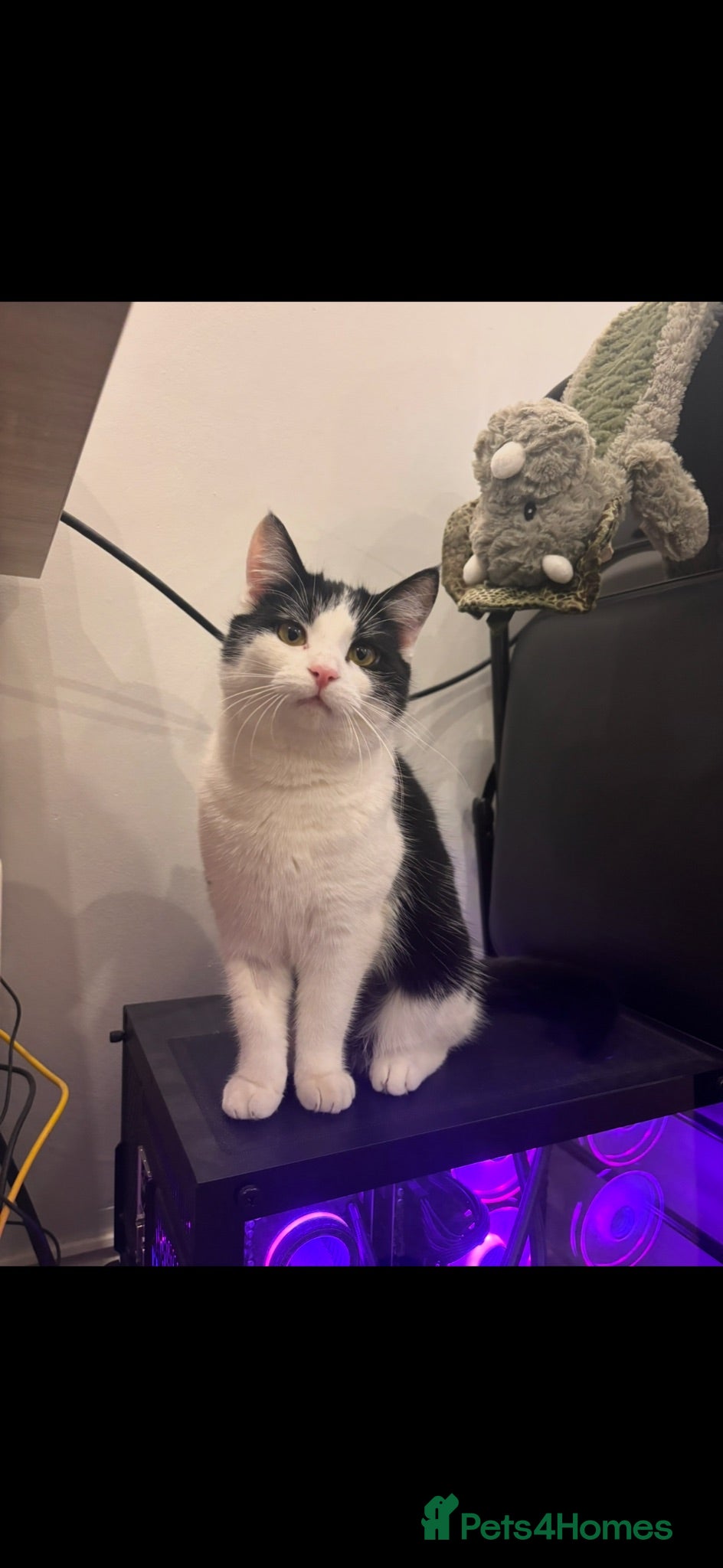 Domestic Shorthair cats 2 year old cat for sale - Advert 1