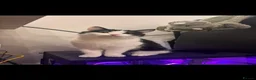 Domestic Shorthair cats for sale: 2 year old cat for sale in Hitchin - Advert 1
