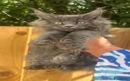 Maine Coon cats for sale: STUNNING MAINE COON SMOKE (tica activereg ) - Image 5
