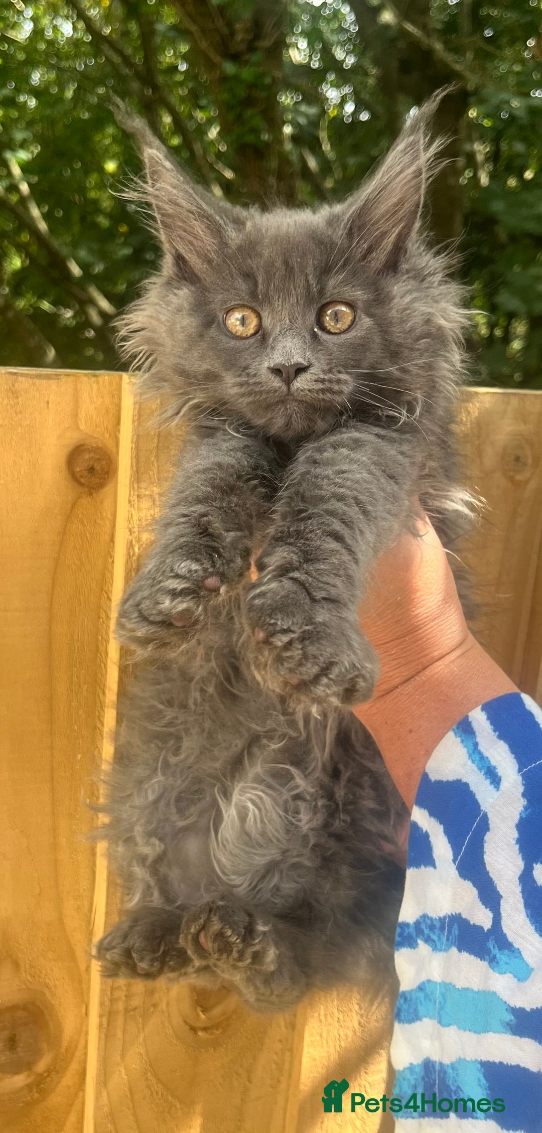 Maine Coon cats for sale: STUNNING MAINE COON SMOKE (tica activereg ) - Image 5
