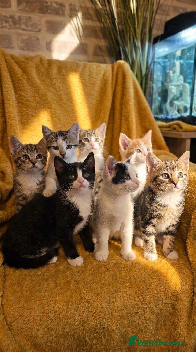 Mixed Breed cats  Ready to go to their forever homes - Advert 2