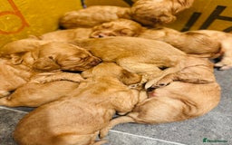 Cocker Spaniel dogs for sale: Ginger/Lemon Cocker Spaniel Puppies - Image 10