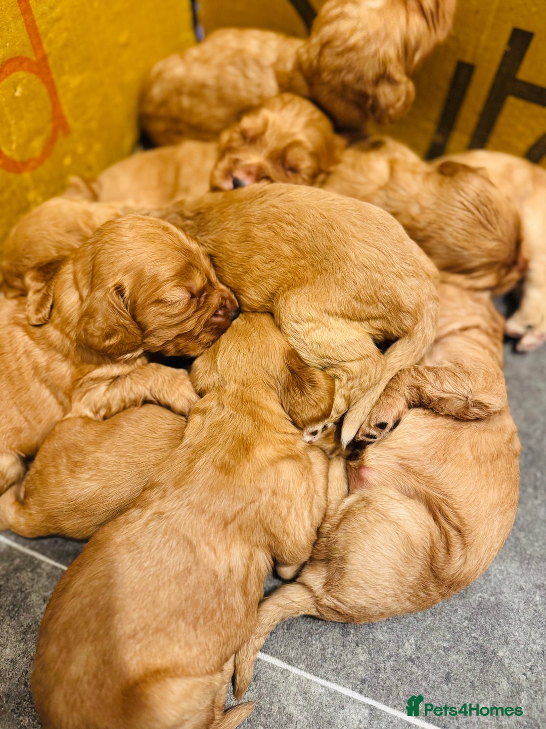 Cocker Spaniel dogs for sale: Ginger/Lemon Cocker Spaniel Puppies - Image 10