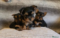 Yorkshire Terrier dogs for sale: Miniature Pedigree Yorkshire Terrier Puppies - Image 4
