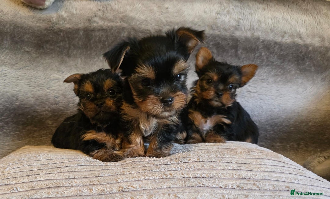 Yorkshire Terrier dogs for sale: Miniature Pedigree Yorkshire Terrier Puppies - Image 4