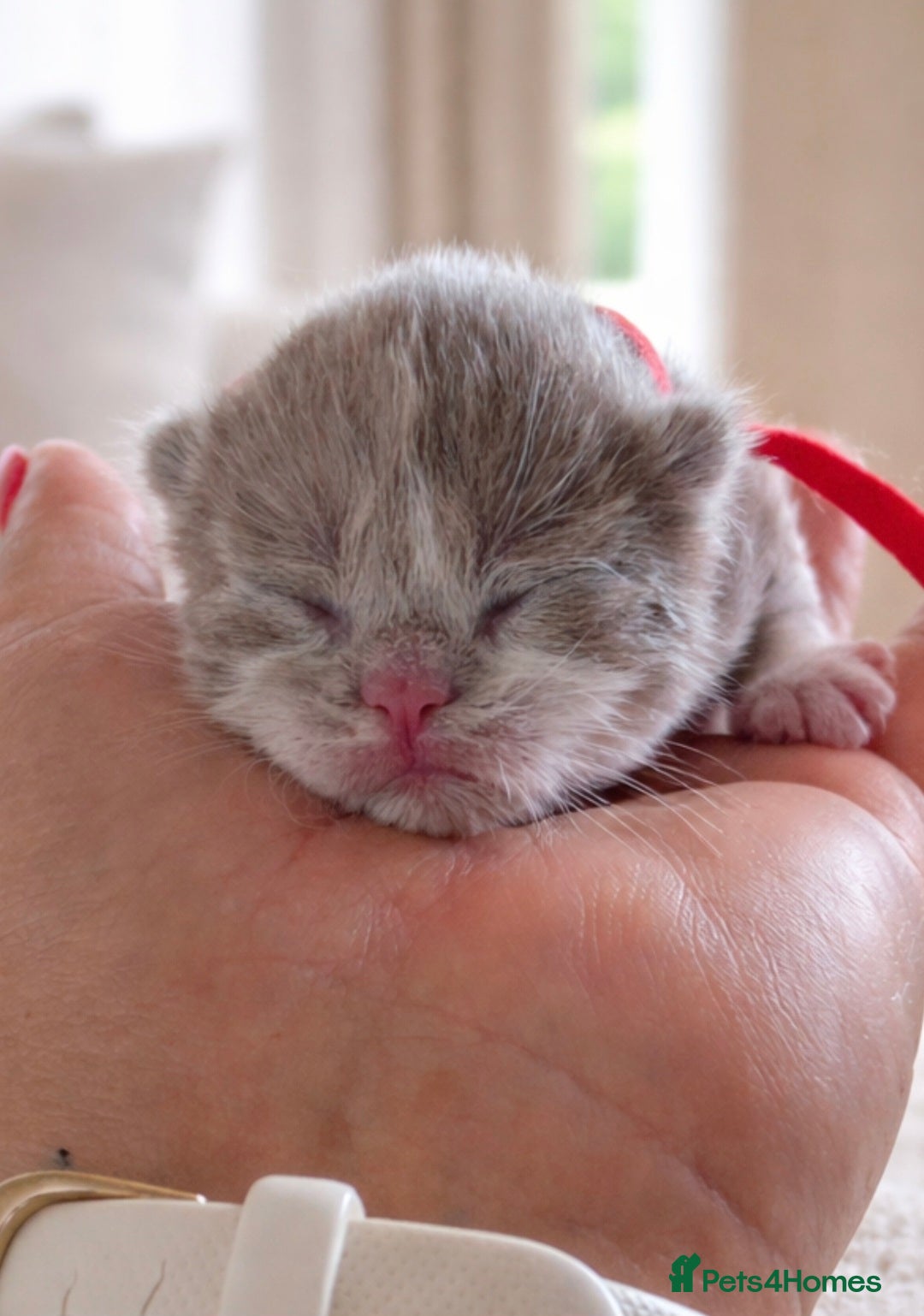 British Shorthair cats 🌟Exceptional quality British shorthair kittens🌟  - Advert 1