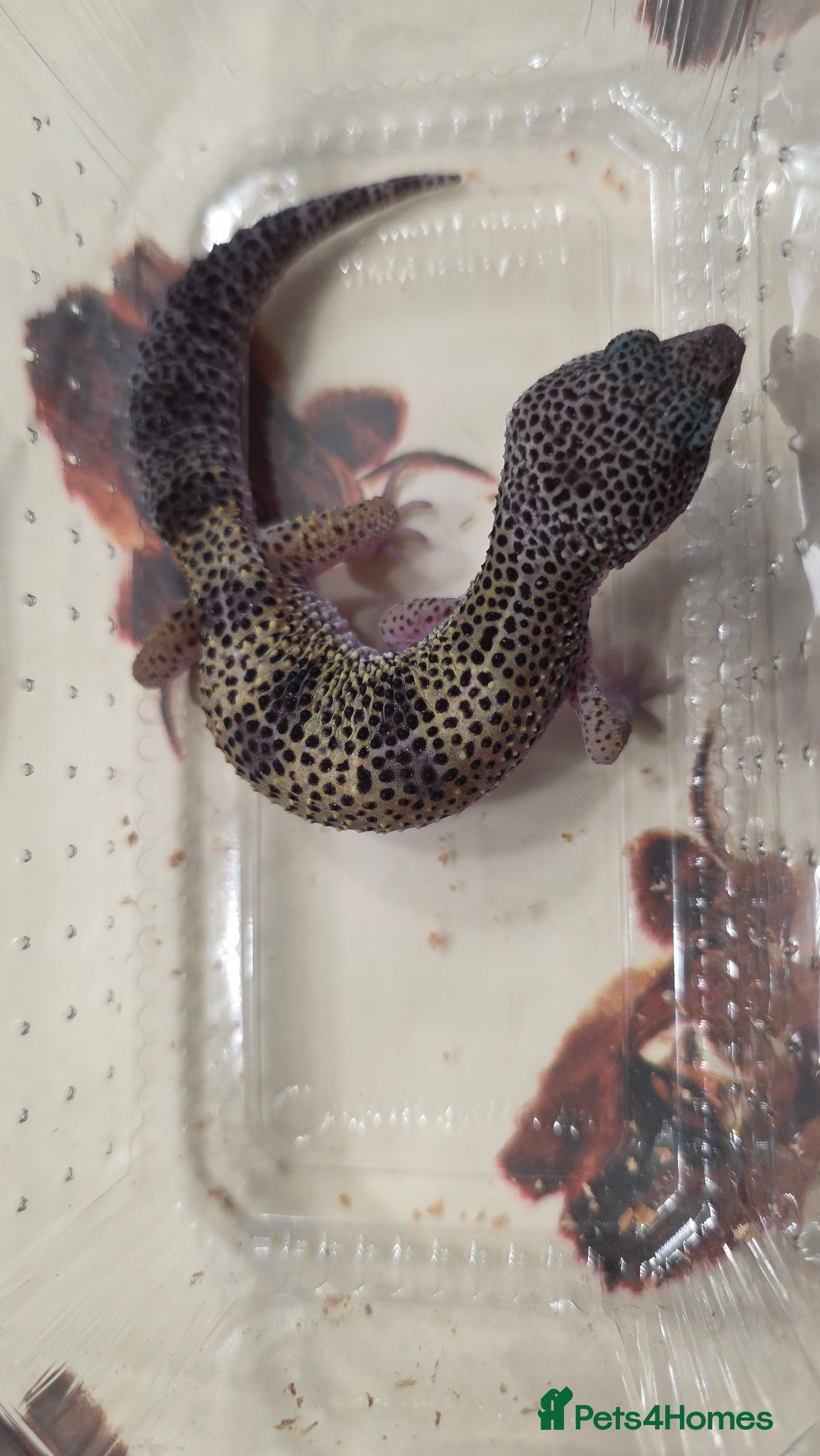 Leopard Gecko reptiles Leopard gecko for sale - Advert 3