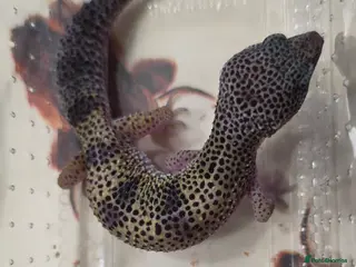 Leopard Gecko reptiles Leopard gecko for sale - Advert 1