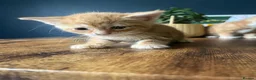 Mixed Breed cats for sale: Beautiful kittens - Advert 6