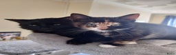 Domestic Shorthair cats for sale: Dolly's perfect litter of 6 - Advert 9