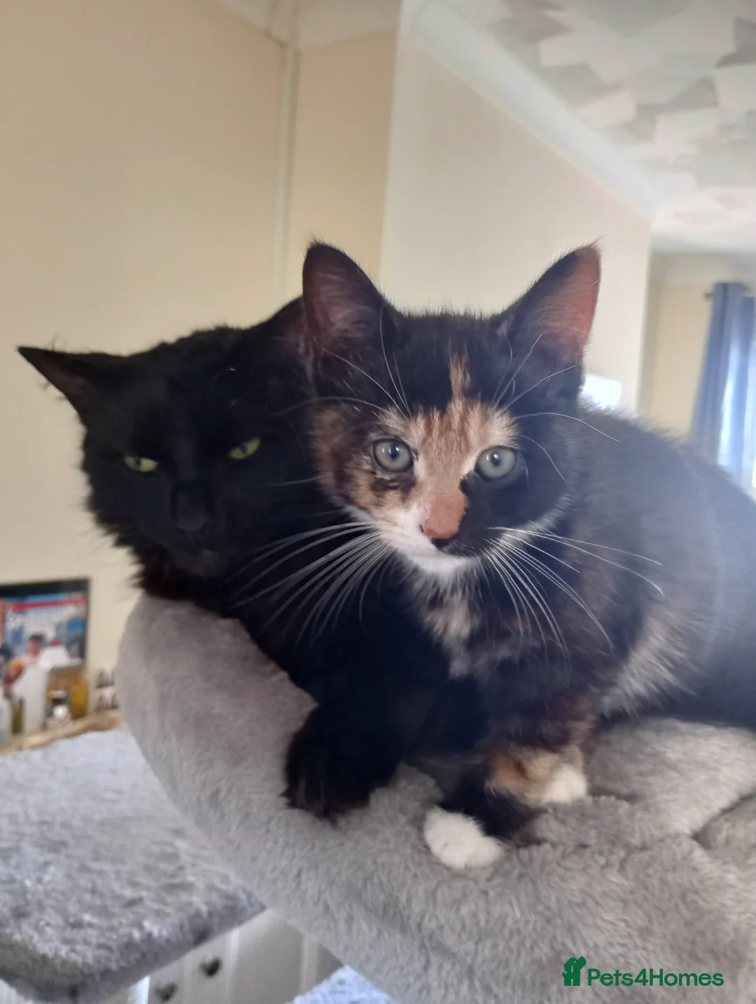 Domestic Shorthair cats for sale: Dolly's perfect litter of 6 - Advert 9