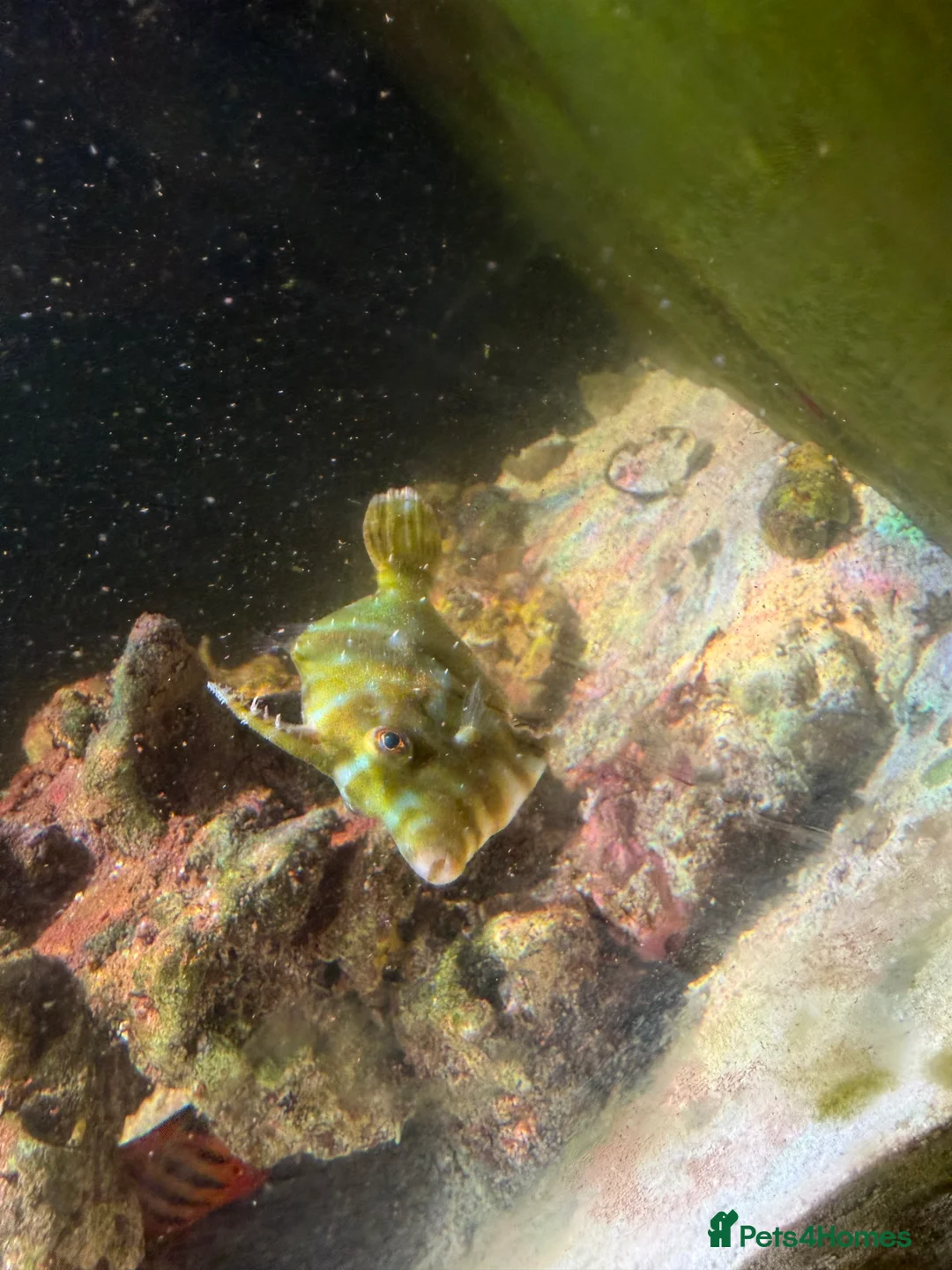 Angelfish fish for sale: mature marine tank closure  - Advert 19