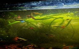 Live Bearers fish for sale: Guppy fry - Image 6