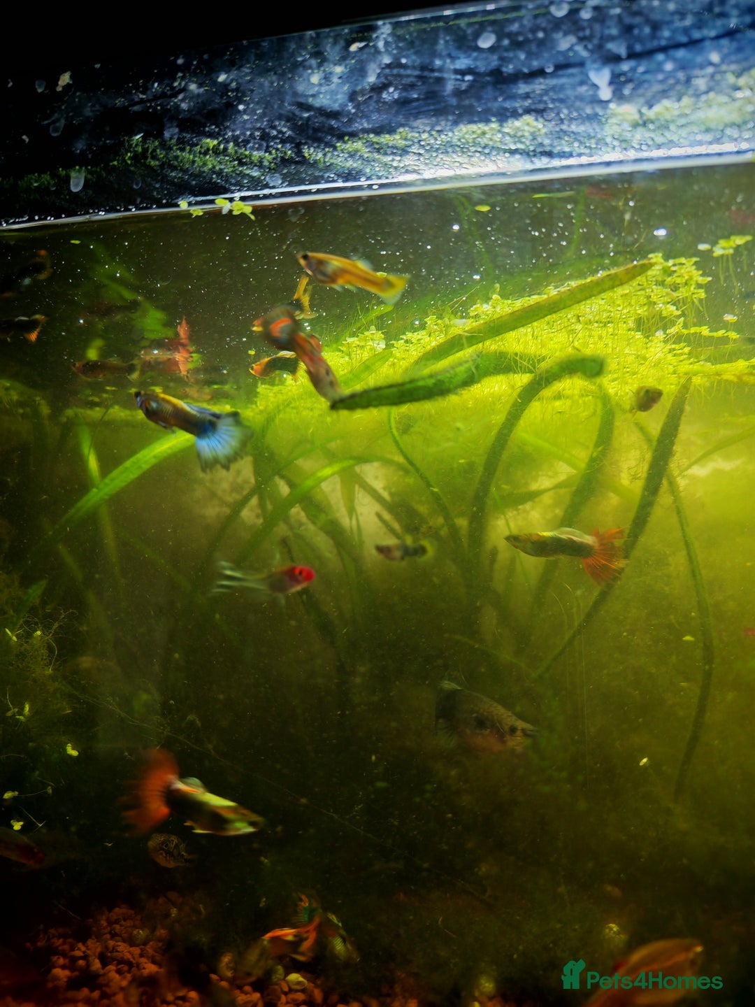 Live Bearers fish for sale: Guppy fry - Image 6