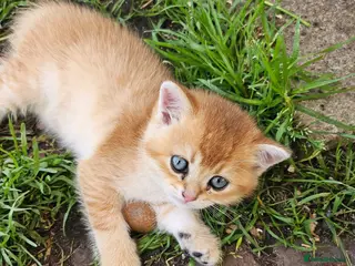 Scottish Fold cats Scottish fold and british shorthair mix - Advert 17