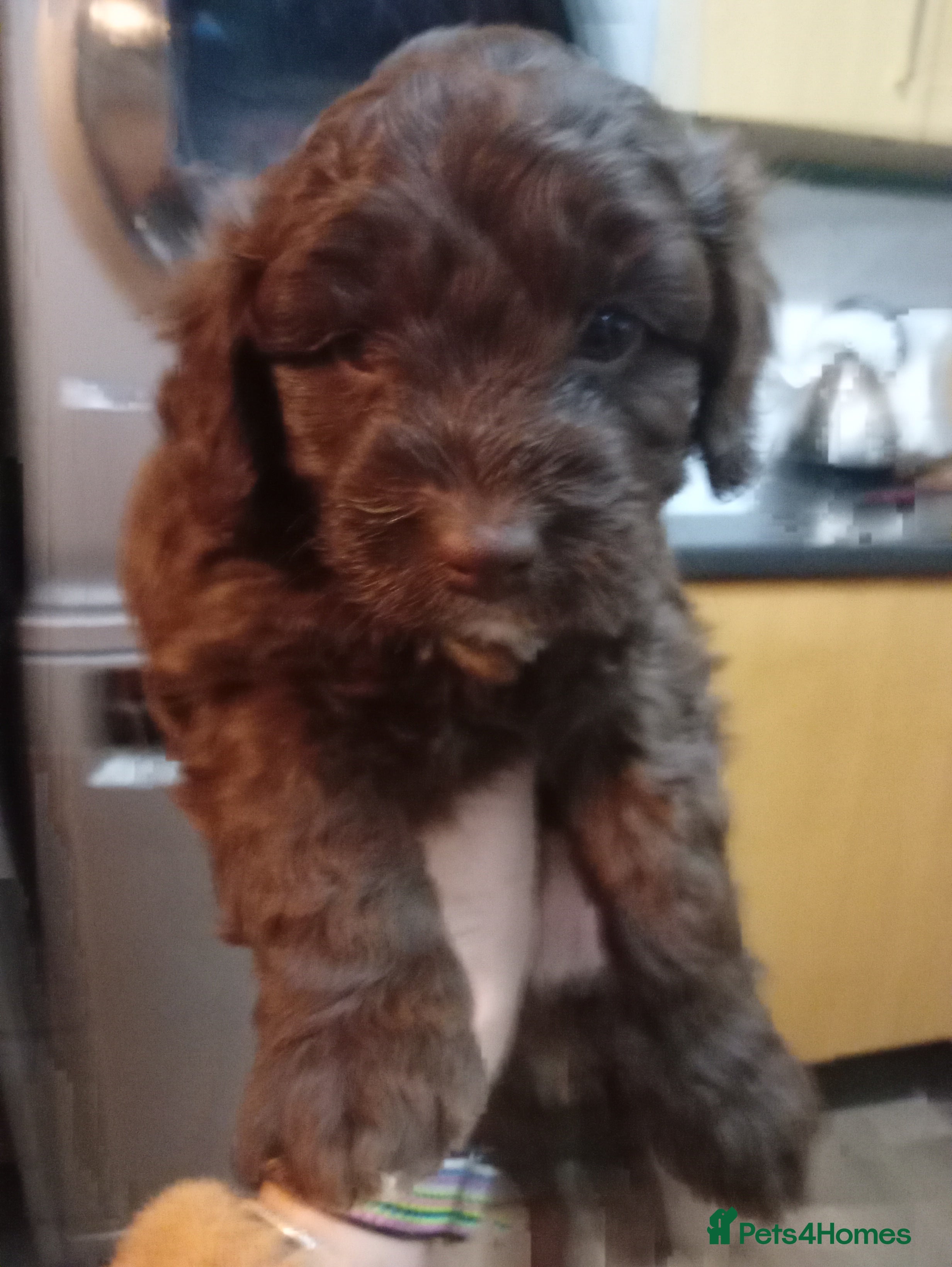 Cavapoo dogs Fabulous chocolate Cavapoos - Advert 2