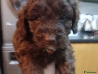 Cavapoo dogs Fabulous chocolate Cavapoos - Advert 6